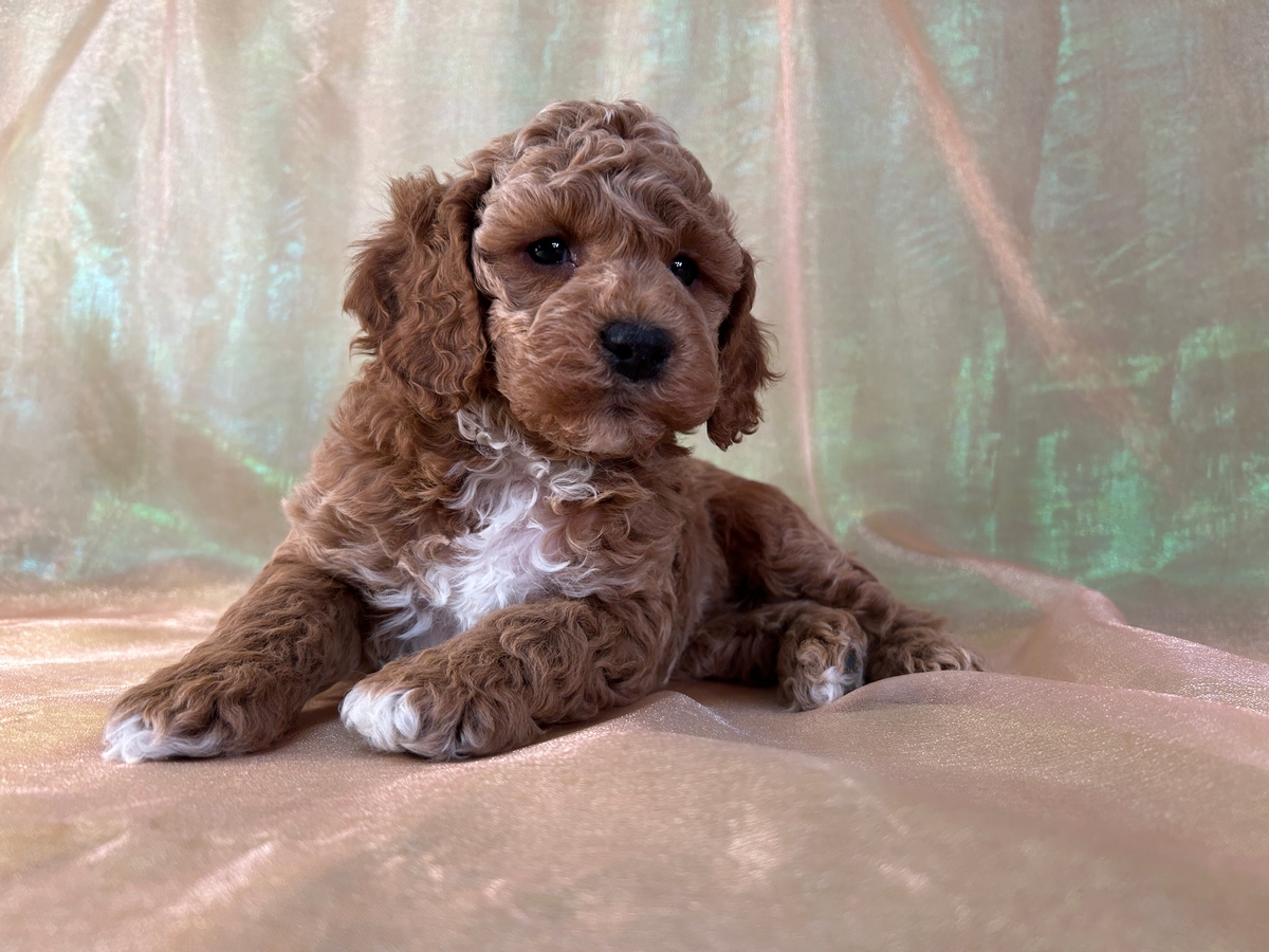 Male F1b Cockapoo Puppy for Sale DOB 10-13-2025 $950